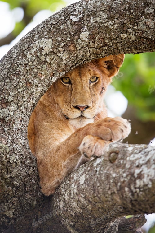 Preview: Beautiful lion rests in tree