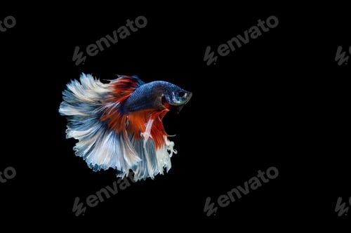 Preview: Beautiful colorful of siamese betta fish