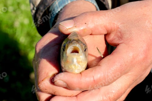 Preview: A man holding a small carp. Little fish in the hands of a fisherman. Summertime. Fishing.