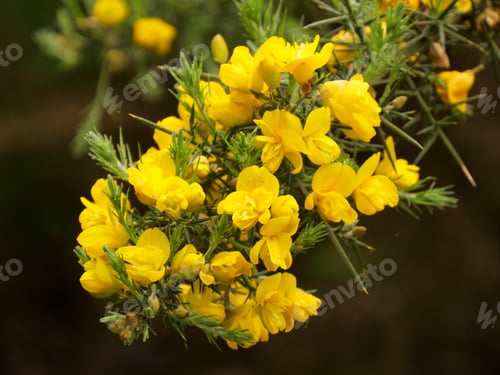 Preview: Closeup shot of bright yellow genista flowers