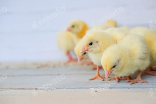 Preview: Close-up of yellow chickens on the floor, Beautiful yellow little chickens