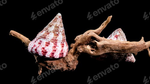 Preview: Trochus Shell on Driftwood Background