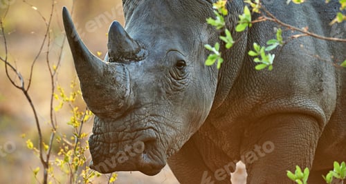 Preview: Roaming through the savvanah. Shot of a rhinoceros in its natural habitat.