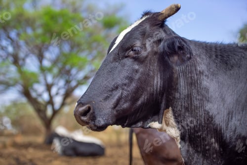 Preview: Cow