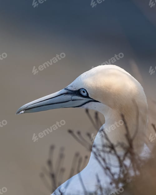 Preview: Close-up shot of seabird(Northern Gannets) perched on a bank overlooking a tranquil body of water