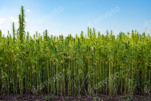 Preview: Industrial Hemp stalks on blue sky background