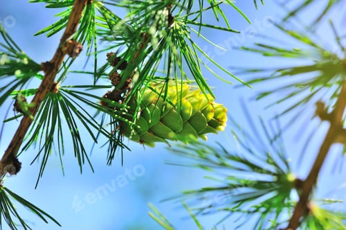 Preview: Young cone of larch tree against a background of blue sky