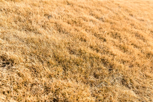 Preview: Bunches of hay under sunny
