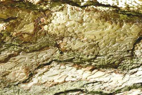 Preview: bark of tree. great texture for your design