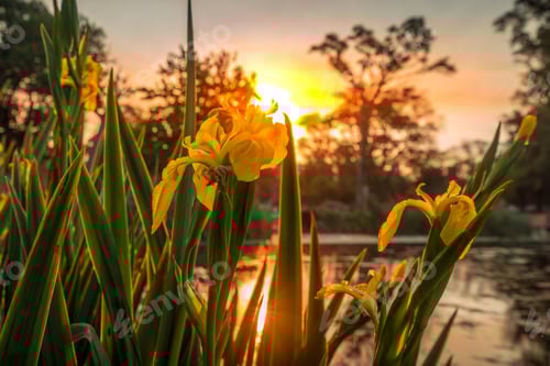 Preview: A field of yellow flowers with a sun in the background