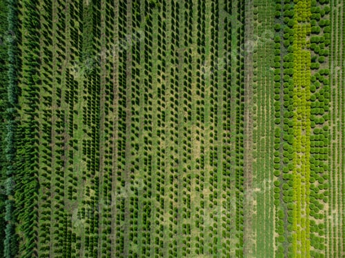 Preview: aerial view of a tree farm for landscaping