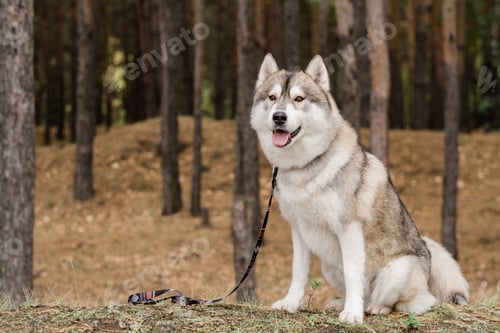 Preview: Cute purebred dog with leash waiting for his master while sitting in the forest