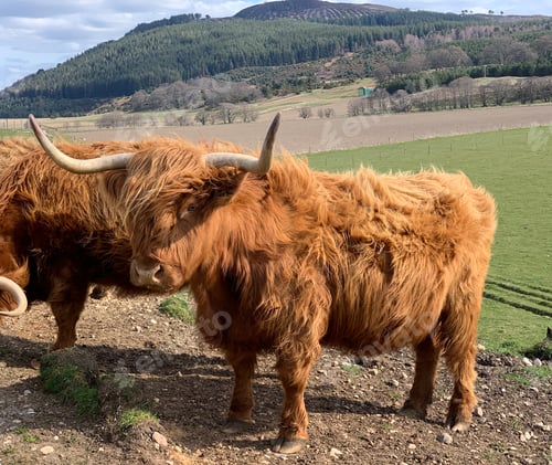 Preview: Scottish highland cattle in the countryside