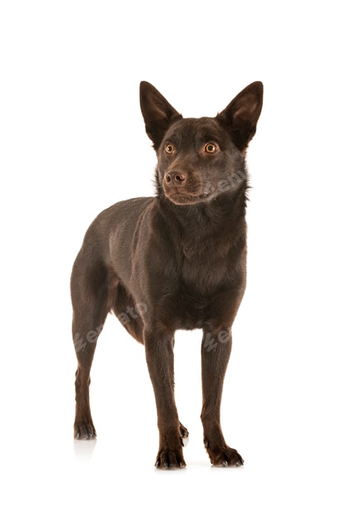 Preview: Australian Kelpie in studio