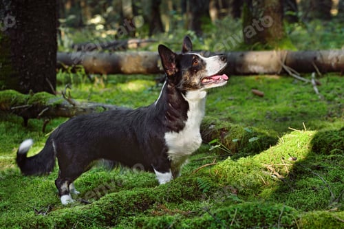 Preview: Beautiful dog