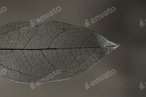 Preview: One beautiful skeleton leaf on dark gradient background, macro view