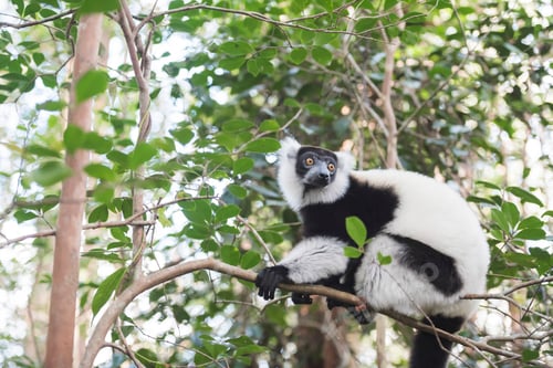 Preview: Black and White Ruffed Lemur (Varecia variegata), endemic to Madagascar, seen on Lemur Island, Andas