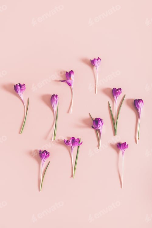 Preview: Layout from crocus flowers