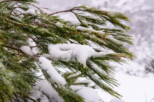 Preview: Snow covers the green leaves of plants during winter, refreshing natural background.