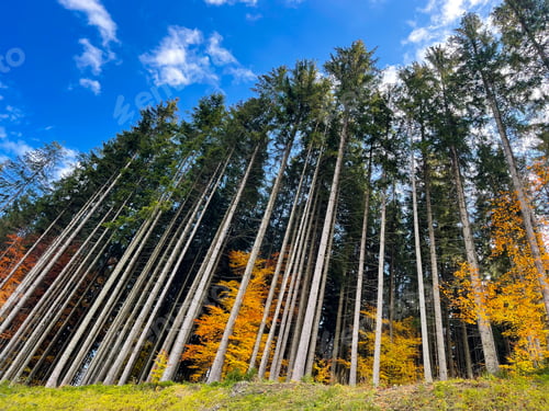 Preview: Fantastic autumn forest in Carpathian mountains Ukraine