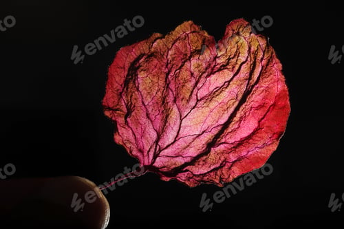 Preview: Dry Leaf Texture Abstract Background