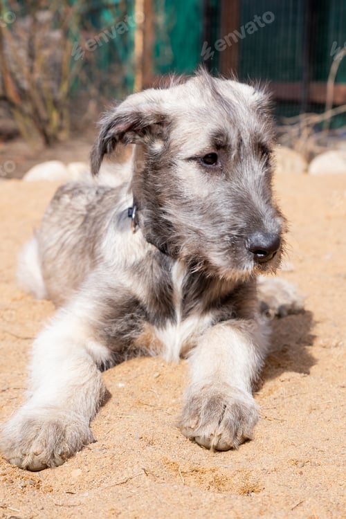 Preview: The portrait of a puppy of breed the Irish Wolfhound lying on sand in the yard.Puppy of breed the