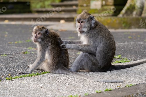 Preview: Portrait of two monkeys sitting at Sangeh Monkey Forest, Bali, Indonesia