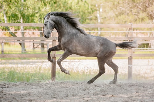 Preview: Beautiful horse portrait in motion in the stallion. Equine. Countryside. Equestrian