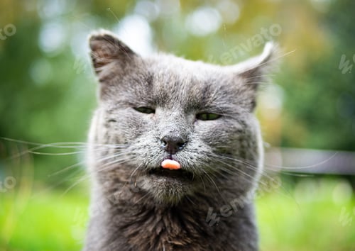 Preview: Beautiful fluffy cat portrait on summer nature background.