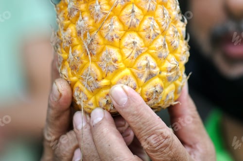 Ripe Pineapple Held Gently Close Up View
