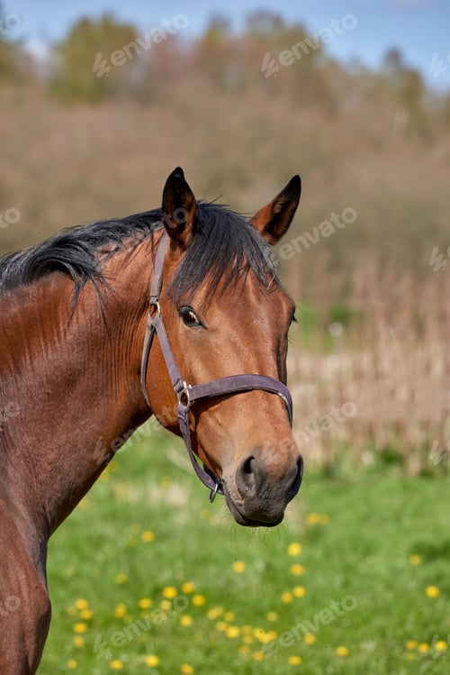 Preview: Beautiful horse - wonder of nature