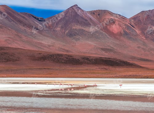 Preview: Scenery of flamingos on the lagoon on the background of Bolivian mountains