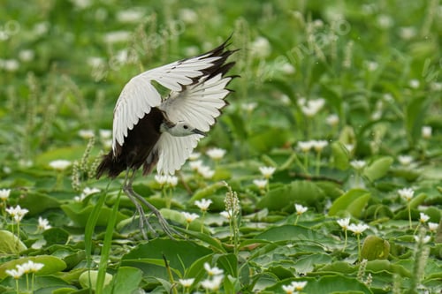 Preview: Majestic pheasant-tailed jacana perched in the grass, with its black wings spread wide