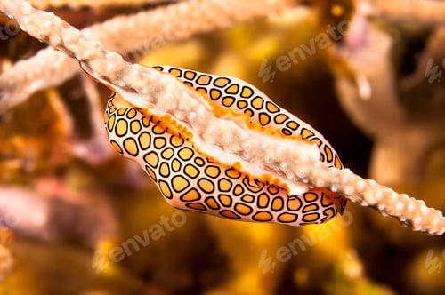 Preview: Flamingo tongue