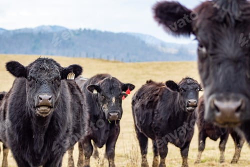 Preview: Herd of cattle