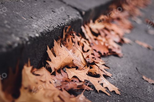 Preview: Dry oak leaves have accumulated along the curb on a gray road.