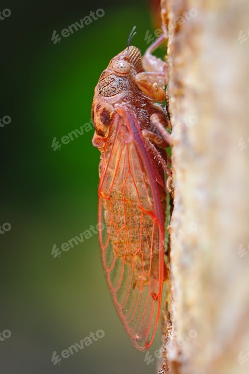 Preview: cicada