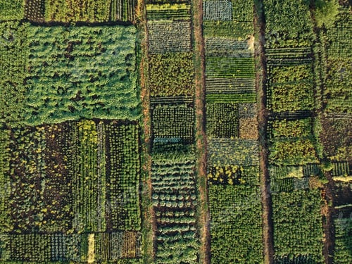 Preview: Green vegetable garden, aerial view