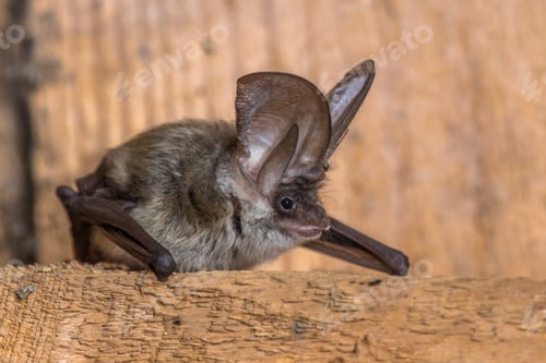 Preview: Grey long eared bat
