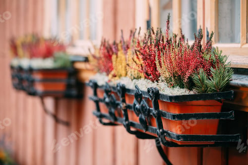 Preview: Bush Of Colorful Calluna Plants In Hanging Pots Under Window In