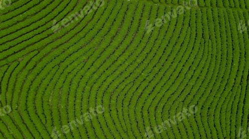 Preview: Aerial view of green tea plantation ecological tea garden green tea plantation.