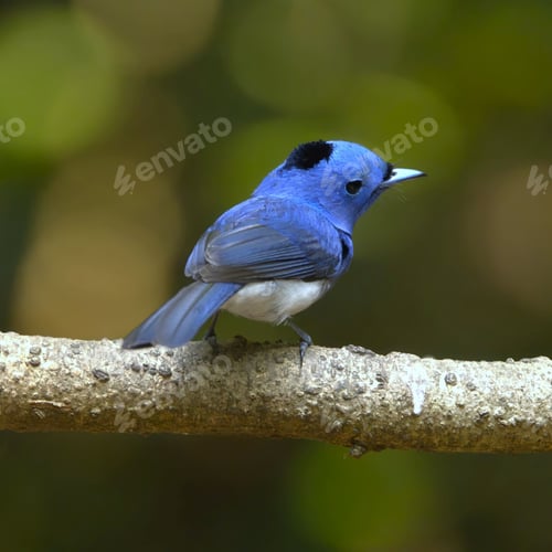 Preview: Vibrant blue bird on a branch.