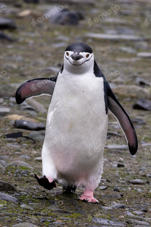 Preview: A cheerful penguin waddles along a rocky terrain