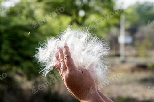 Preview: Silkweed seeds on the woman hand
