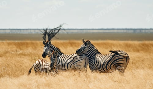 Preview: Mammals is in the field. Zebras in the wildlife at daytime