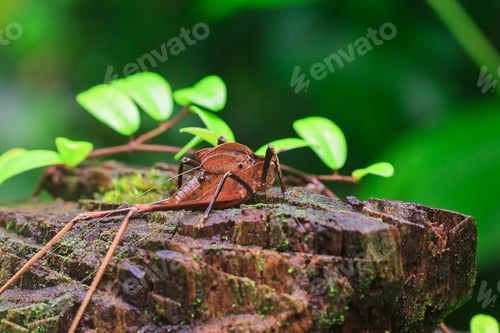 Preview: Mecopoda elongata in nature