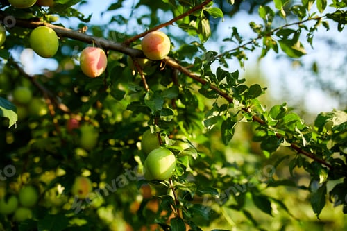 Preview: Branch with ripening organic plums in the garden in sunny day