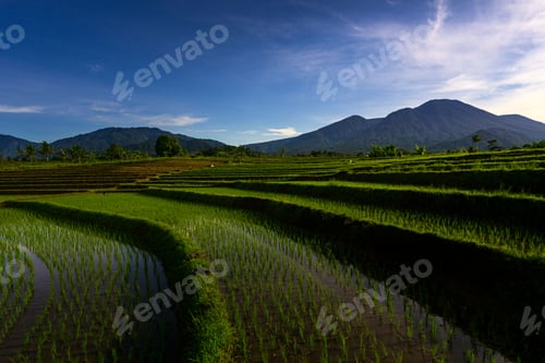 Preview: aerial view of indonesian rural area with mountains and rice fields in the morning