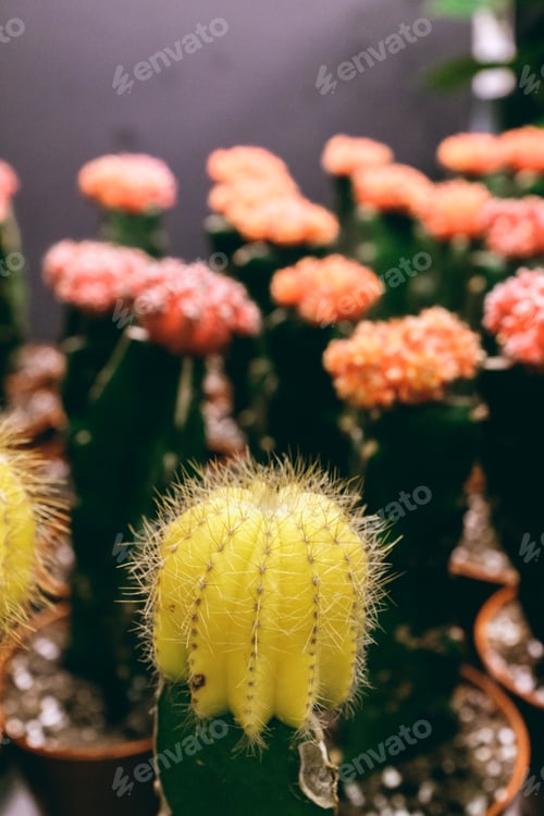 Preview: cactus