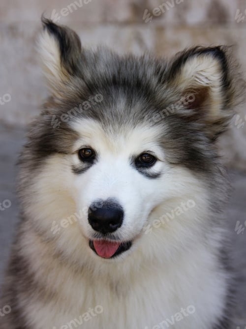 Preview: dog, siberian husky, pets, dogs, wilderness